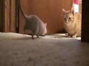 kedi fare dostlu�u