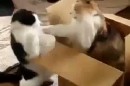 Durun siz karde�siniz!