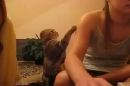Kedi sevilmek istiyor